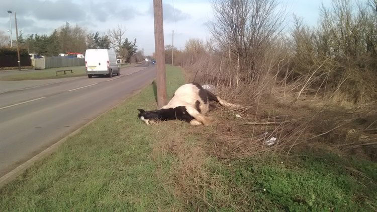 Horse dumped at side of the road
