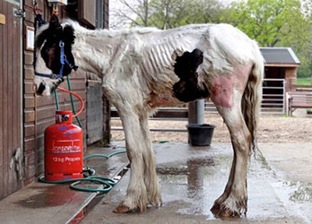 Emaciated horse