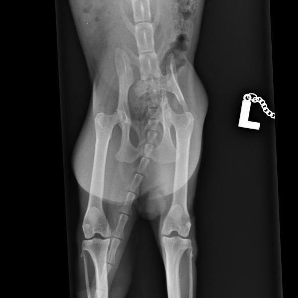 X-ray showing damaged pelvis