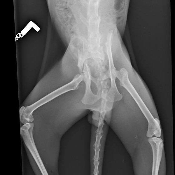 X-ray showing repaired pelvis