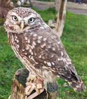owl-fritton